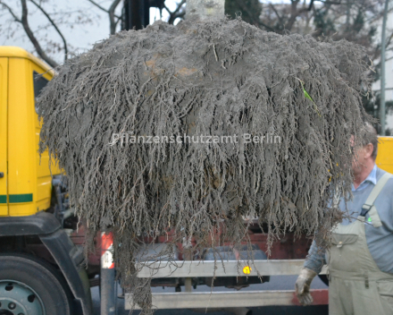 Climate change… Give trees a fighting chance (1)