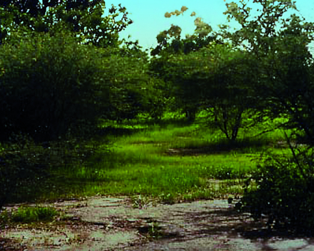 Arbole, Burkina Faso (1992): O čtyři roky později.