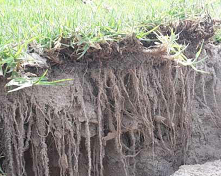 Amazing root growth approximately –between 150mm- 200m - after only two to three weeks of laying. 