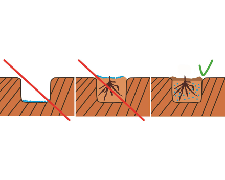 Nedávejte TerraCottem Arbor na dno výsadbové jámy ani na povrch vysazeného stromu. Před samotnou výsadbou smíchejte TerraCottem Arbor rovnoměrně se zeminou a do této směsi vysazujte.