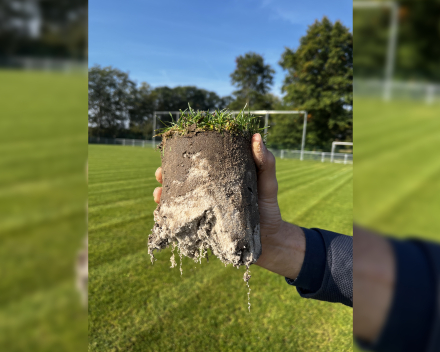 Wortelgroei met bodemverbeteraar TerraCottem turf