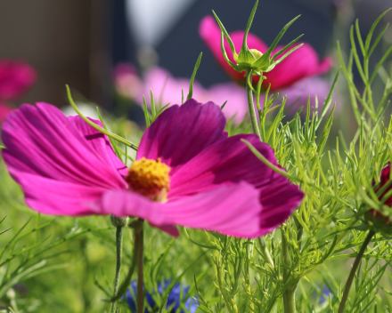 Nationale Grasdag - Pittem