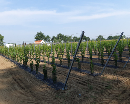 Plantación de vides con TerraCottem Universal