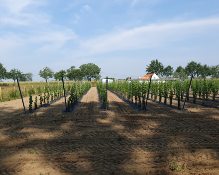 Planting vines with TerraCottem Universal