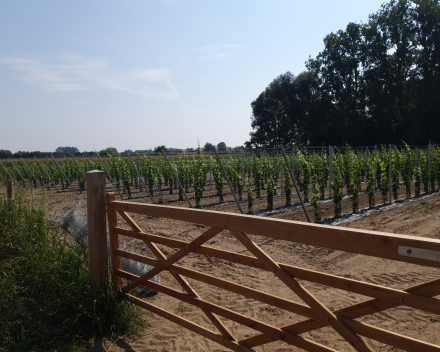 Plantation de vignes avec TerraCottem Universal