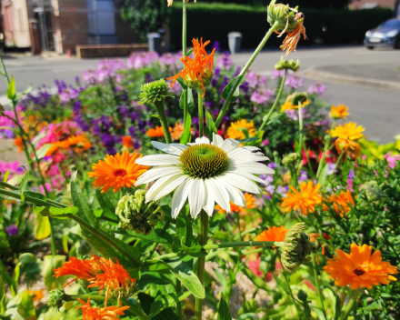 Flower Beds