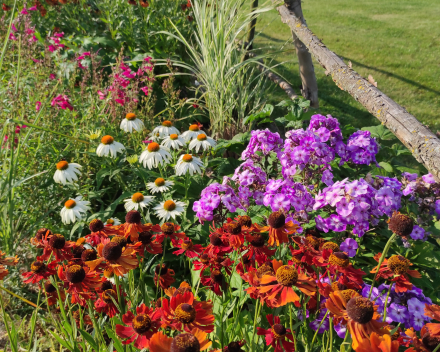 Parterres de fleurs