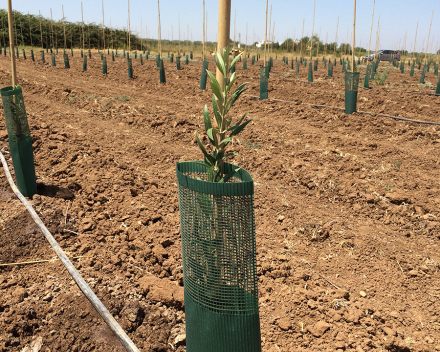 Alta tecnología en plantación superintensiva de olivo