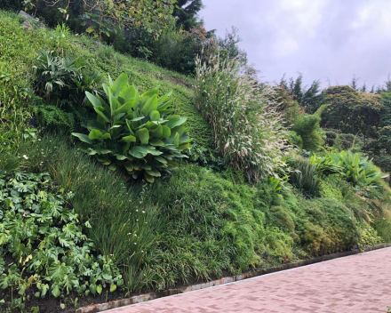 TerraCottem en muros verdes