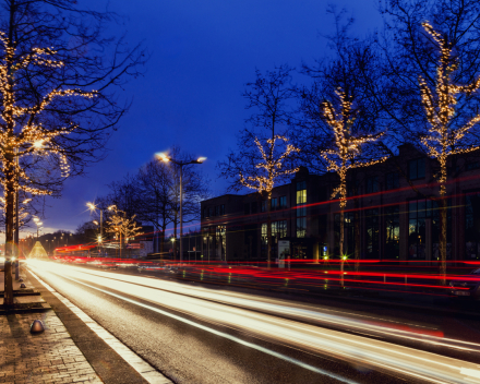 Plane Trees Sparkle