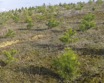 Reclaiming Land With Windscreens