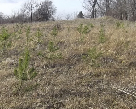 Reclaiming Land With Windscreens