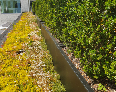 Roof gardens