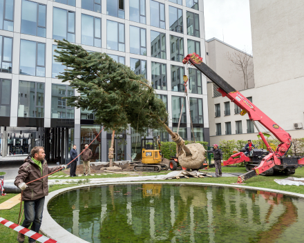 Aanplanting van bomen & struiken