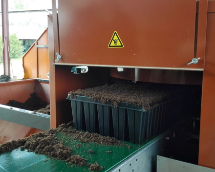 Llenado de las bandejas de plantación con la mezcla de sustrato y TerraCottem Universal.