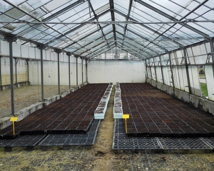 Sown planting trays with TerraCottem Universal recently placed in the greenhouses .