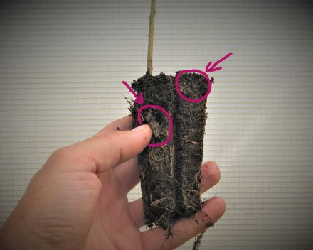 Sessile oak root system growing through the TC polymers (in a cell).