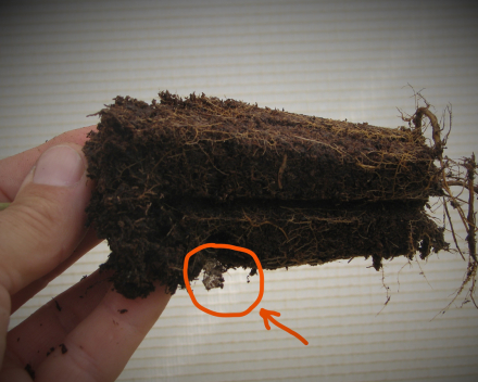 Sessile oak root system growing through the TC polymers (in a cell).