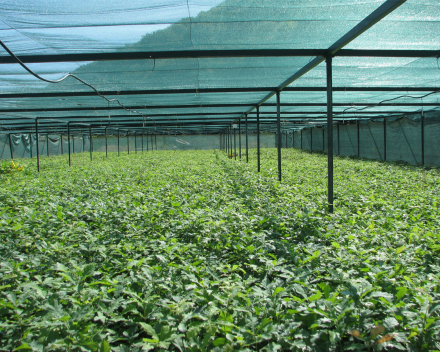 15 de noviembre de 2017: Los plantones de las bandejas de plantación se trasladan de los invernaderos al exterior.