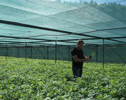 Ing. Ivan Varchol, Head of ŠS Šarišské Michaľany, checks the quality of winter oak seedlings before distribution.