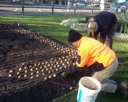 It’s produced by a team of experts, painstakingly preparing the beds before setting out bulbs and or seedlings twice each year.