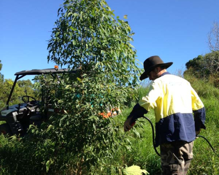 Bush Regenerator, John Cameli, one of Australian Wetland’s key staff members on this project sprays herbicide around a one year old tree. Planted with Terracottem to buffer against stress, it’s not surprising to see healthy growth like this.