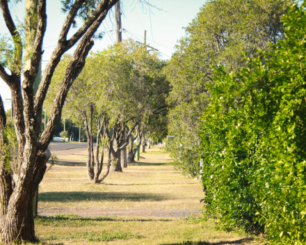 This shot taken of a streetscape in Chinchilla shows how green a space can be even where rainfall and powerlines act as constraints. 