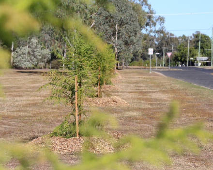 These Callistemons are around 15 years old, selected to cope with the climate and for the fact that they’d never encroach on the lines above.