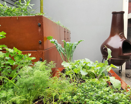 Growing herbs using TerraCottem Universal in a residential inner city court yard, Australia.