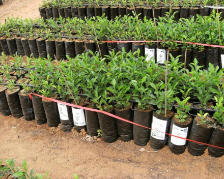 Orange tree nursery: left = control; right = TerraCottem Universal.