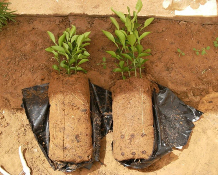 Orange tree cultivation: left = control; right = TerraCottem Universal.