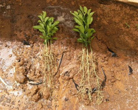 Orange tree cultivation: left = control; right = TerraCottem Universal.