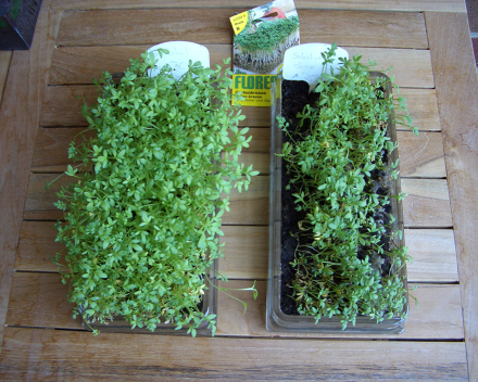 Garden cress. Left = TerraCottem Universal; right = control.