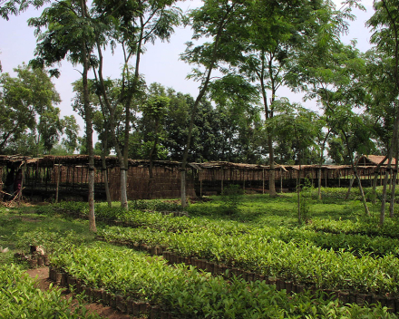 Pestovenie čajovníka čínského (čaj) s TerraCottemem Universal, Bangladéš.