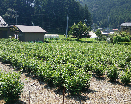 Culture de Camellia sinensis (thé) avec TerraCottem Universal, Japon.