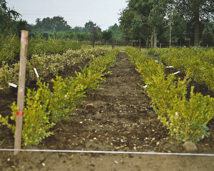 Buxus sempervirens teelt met TerraCottem Universal, Duitsland.