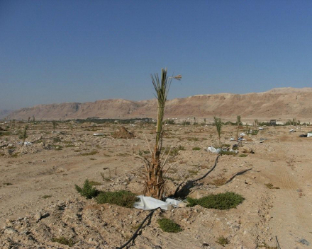 Phoenix dactylifera (date palm) cultivation with TerraCottem Universal.