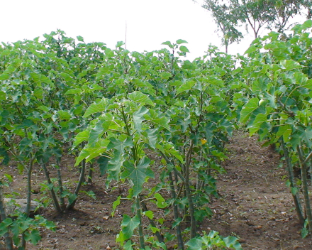 Culture de Jatropha curcas avec TerraCottem Universal, Kenya.