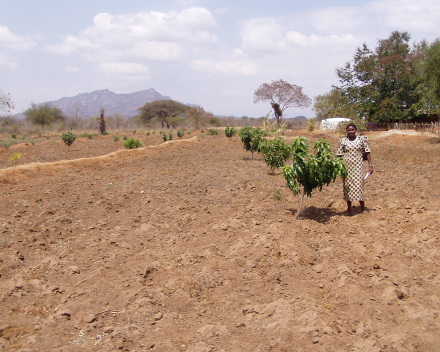 Mango cultivation with TerraCottem Universal, Kenya.