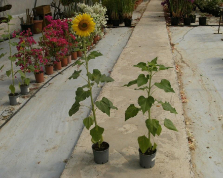 Helianthus (zonnebloem) teelt. Links = 5g TerraCottem Universal per pot; rechts = controle.