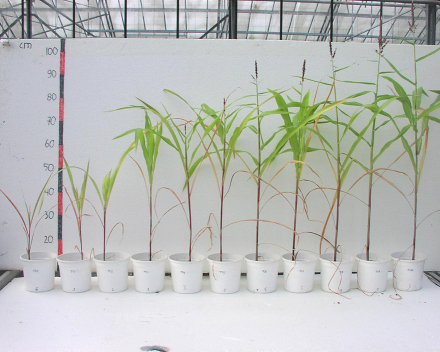 Zea mays (corn) trial in greenhouse, Destelbergen, Belgium. From left to right increasing amounts of TerraCottem Universal (g/l).