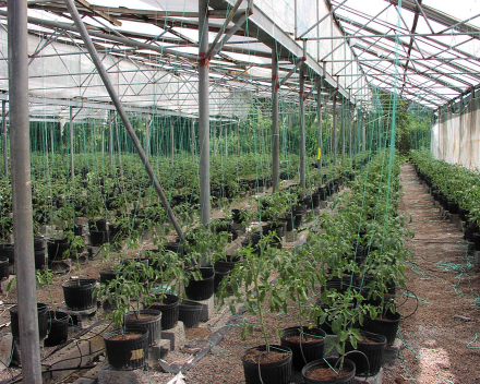 Lycopersicum (tomato) cultivation with TerraCottem Universal.