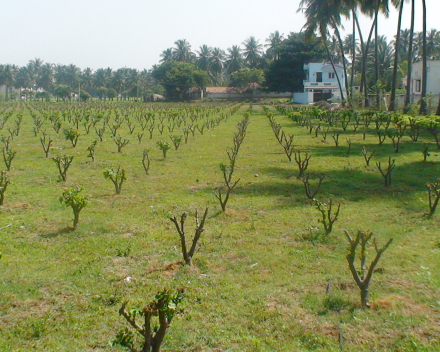 Aplicación de TerraCottem Complement en horticultura.