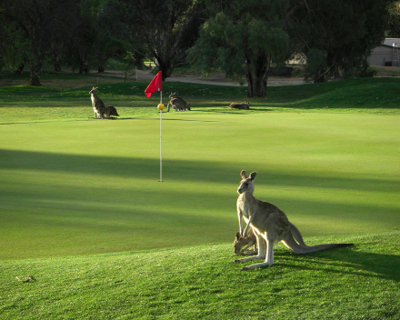 TerraCottem soil conditioning technology at Canberra's Federal Golf Club, Australia.