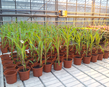 TerraCottem’s R&D department is continuously screening new products to improve its soil conditioners’ performances.