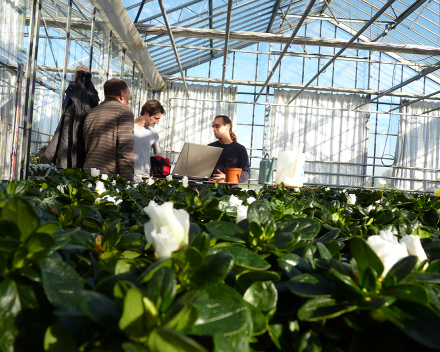 Estos ensayos (bioscreening) se llevan a cabo en la Estación Experimental de Bélgica sobre Plantas Ornamentales en Destelbergen.