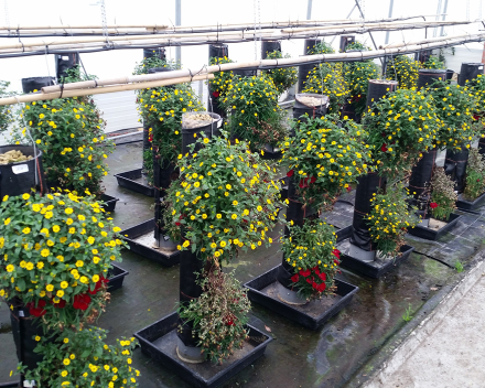 We aim at endorsing and certifying our product's benefits by Universities and independent laboratories - flower trial at Belgian Experimental Station for Ornamental Plants in Destelbergen.