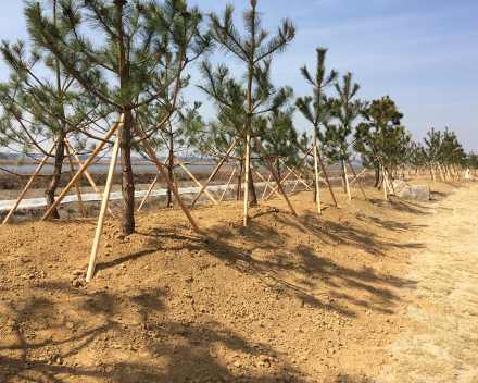 Transplanted Trees Flourish