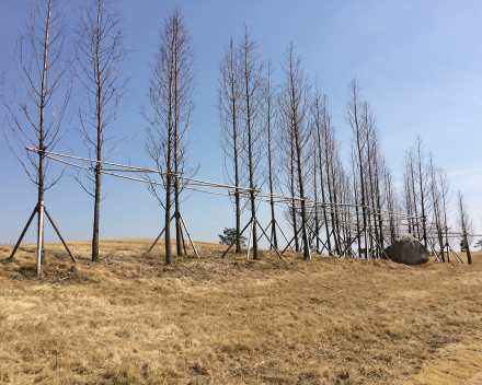 Transplanted Trees Flourish