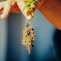 Moeten de plantenwortels concurreren met onze hydroabsorberende polymeren voor hetzelfde water?